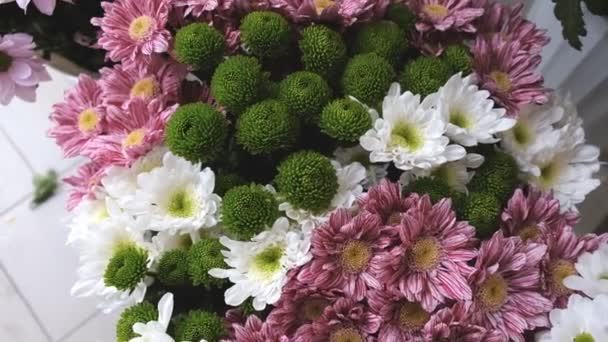 Chrysanthemums. chrysanthemums in a pot — Stock Video