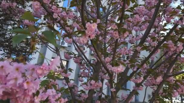 Sakura spring flowers. Spring color background. Beautiful nature scene with a flowering sakura tree in a city in the megalopolis. Japanese garden. — Stock Video