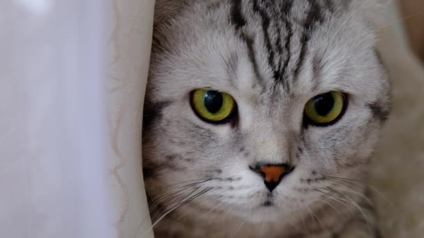 Gato rayado asoma por detrás de las cortinas sentado en el alféizar de la ventana . — Vídeos de Stock