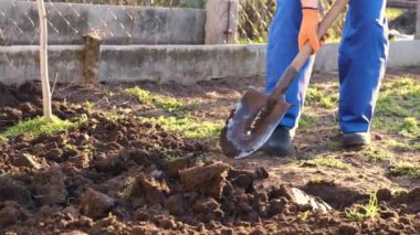 Bahçede çalışıyor, kürek kemiği çatalıyla bahar toprağı kazıyor. Yeni ekme mevsimine hazırlanmak için bahar toprağını kürekle kapayın..