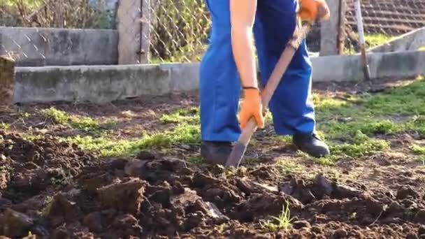 Trabajar en el jardín: excavar tierra de manantial con una horquilla escapular. Cerrar la excavación de tierra de manantial con una pala para prepararla para una nueva temporada de siembra . — Vídeo de stock