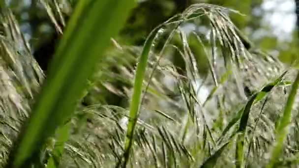 新鲜的春草在阳光下在转来转去 — 图库视频影像