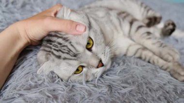 Gözleri kapalı bir yatakta dinlenen kedi, kadın eli tarafından stoked ediliyor.