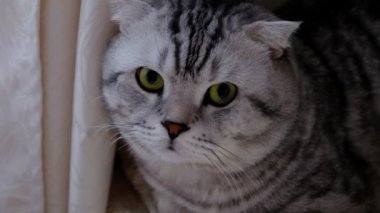 Pencere kenarında oturan perde arkasından dışarı çizgili kedi göz atar.