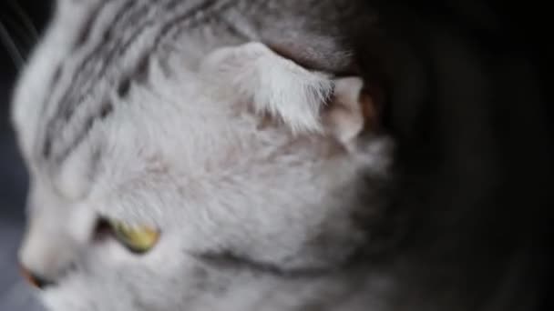 Gato Con Ojos Anaranjados Grandes Cerca Mirando Cámara Scottish Fold — Vídeos de Stock