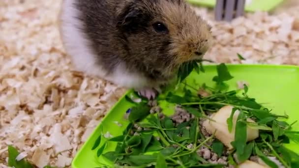 Морська свинка їсть траву — стокове відео