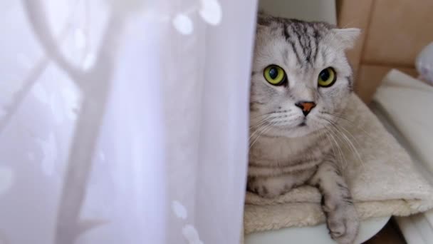 Gato rayado asoma por detrás de las cortinas sentado en el alféizar de la ventana . — Vídeos de Stock