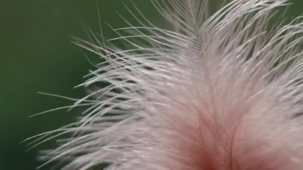 Pink feather close-up macro. Selective focus, blurred focus, abstraction. — Stock Video