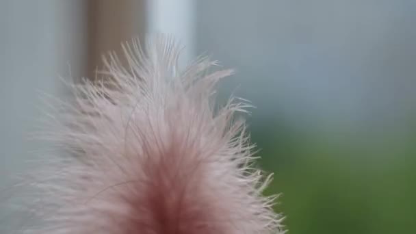 ピンクの羽のクローズ アップ マクロ。選択と集中、ボケ、抽象化. — ストック動画