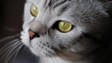 Büyük turuncu gözlü bir kedi kameraya bakıyor. İskoç Katlanan Kedisi.