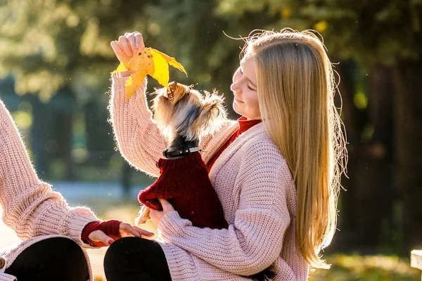 Блондинка, гуляющая с милым щенком по солнечной аллее осеннего парка — стоковое фото