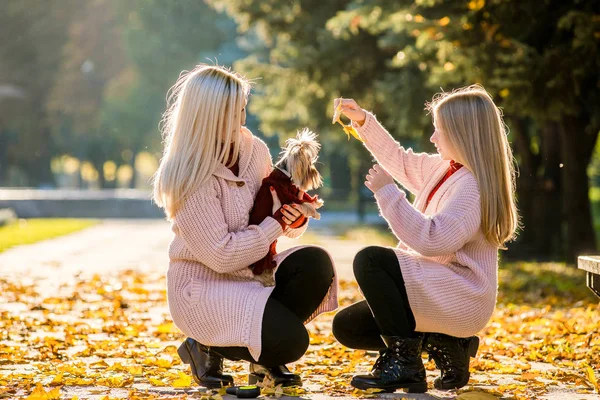 家族の女性と彼女の娘は、彼らの犬ヨークシャーテリアと秋の公園を歩いています — ストック写真