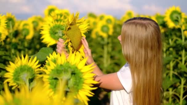 Mooi meisje strelen zonnebloem op veld, scheuren bloemblaadjes, vragen om fortuin — Stockvideo