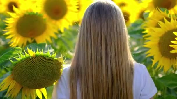 Вид ззаду на молоду дівчину, що ходить у полі соняшників, насолоджуючись прекрасною природою — стокове відео