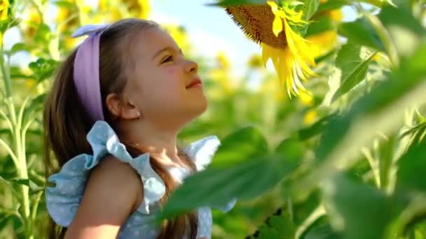 Χαριτωμένο μικρό κορίτσι προσπαθεί να μυρίσει ηλιοτρόπια στο πεδίο, χαρούμενη ιδέα της παιδικής ηλικίας — Αρχείο Βίντεο
