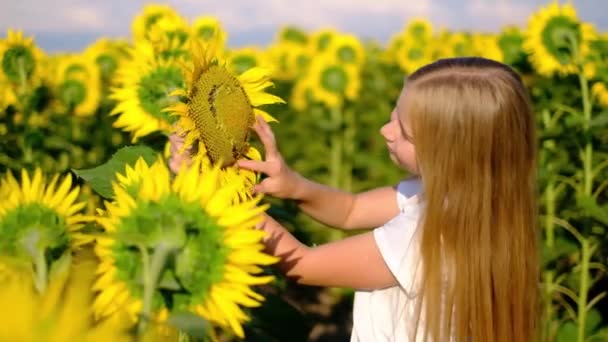 Mooi meisje strelen zonnebloem op veld, scheuren bloemblaadjes, vragen om fortuin — Stockvideo