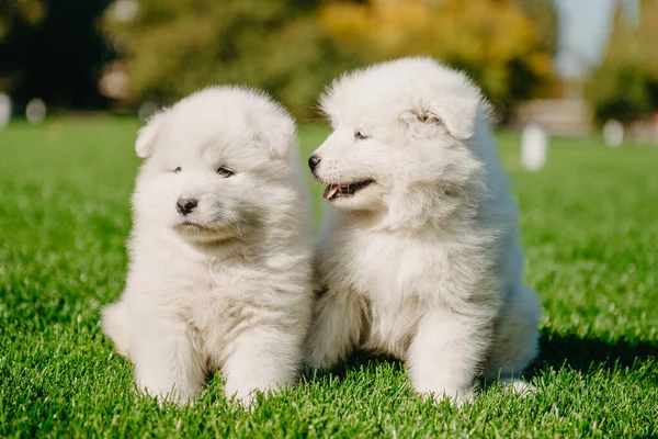 Samoyed kiskutyák a füvön — Stock Fotó