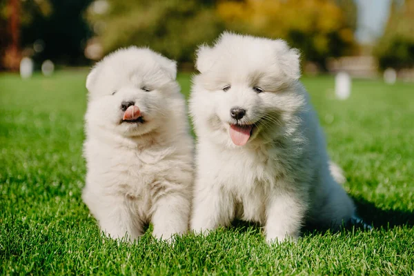 Samoyed kiskutyák a füvön — Stock Fotó