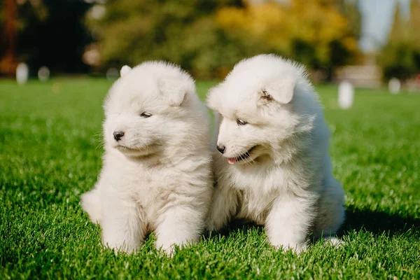 Samoyed puppies on the grass — Stock Photo, Image