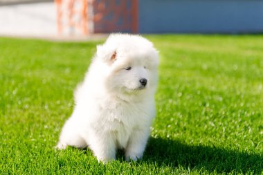 Samoyed köpek yavrusu yeşil çimlerde oturuyor.