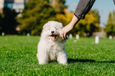 Samoyed köpek yavrusu yeşil çimlerde oturuyor.