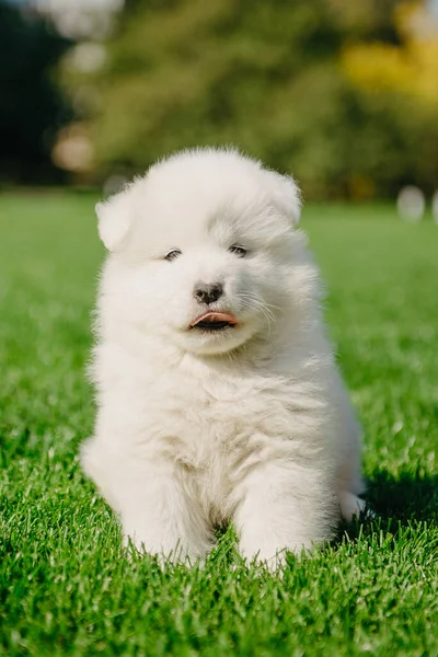 Samoyed κουτάβι κάθεται στο πράσινο γρασίδι — Φωτογραφία Αρχείου