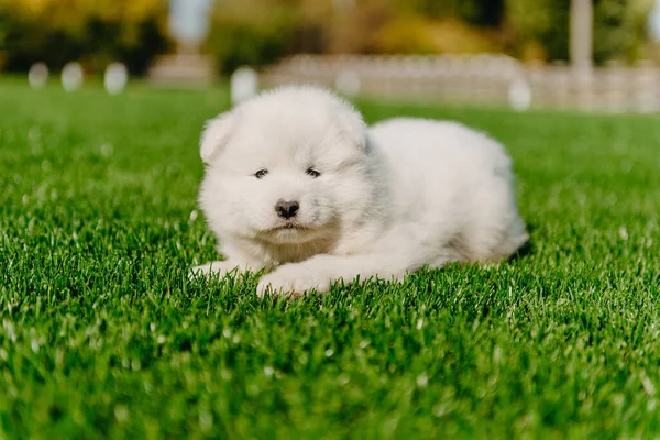 Samoyedo cachorro sentado en verde hierba —  Fotos de Stock