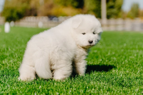 Samoyed köpek yavrusu yeşil çimlerde oturuyor. — Stok fotoğraf