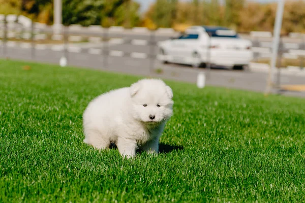 Samoyed kiskutya ül a zöld fű — Stock Fotó