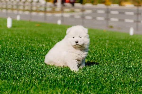 Samoyed cucciolo seduto su erba verde — Foto Stock