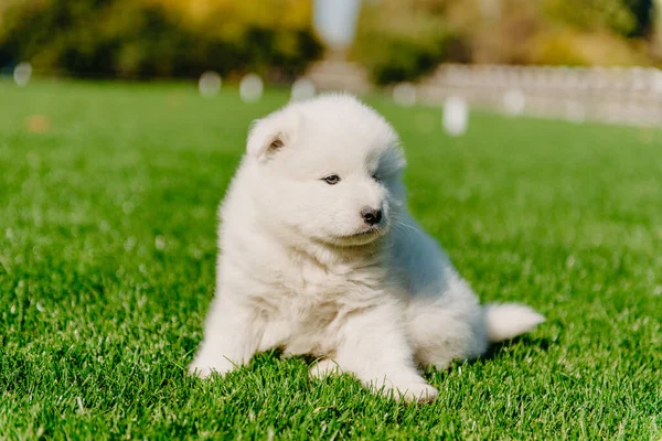 Самоед щенок сидит на зеленой траве — стоковое фото