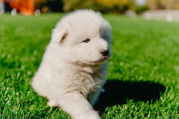 Samoyed köpek yavrusu yeşil çimlerde oturuyor. — Stok fotoğraf