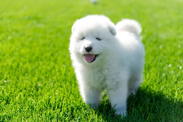 坐在绿草上的萨摩亚小狗 — 图库照片