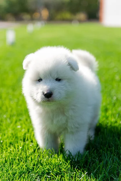 Samoyed puppy sitting on green grass — Stock Photo, Image