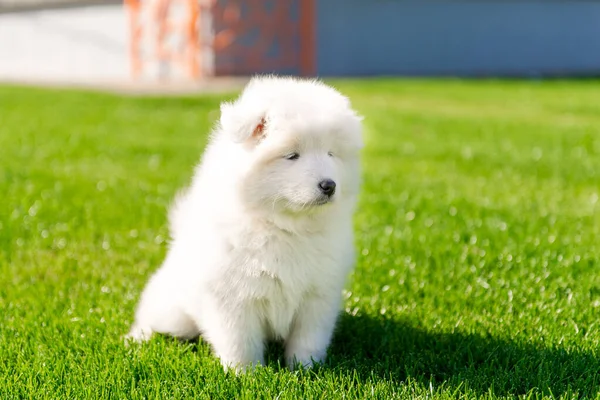 Samoyed köpek yavrusu yeşil çimlerde oturuyor. — Stok fotoğraf