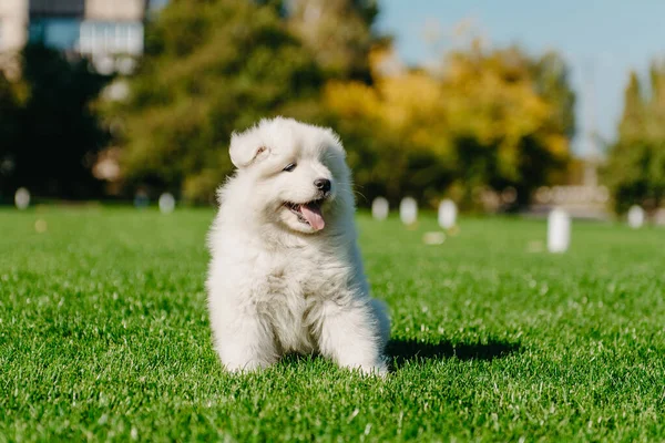 Samoyed puppy zittend op groen gras — Stockfoto