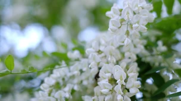 Acacia blanca florece en el jardín — Vídeo de stock