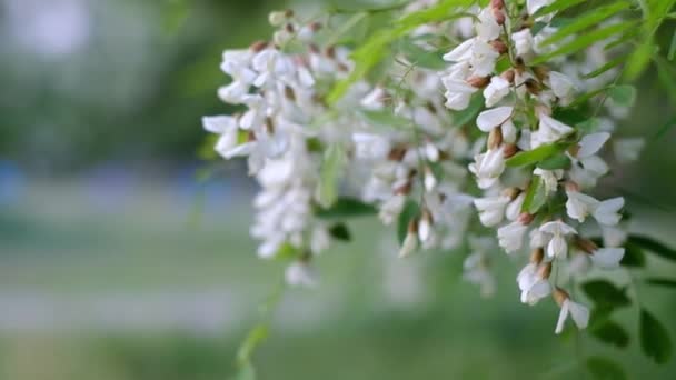 Біла акація цвіте в саду — стокове відео