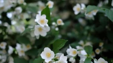 Yasemin çalısı yazın çiçek açıyor.