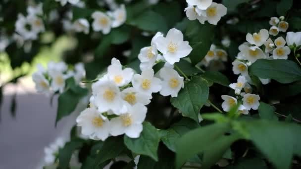 Jasmine bush flowering in summer — Stock Video