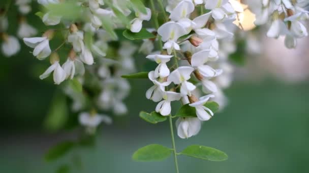 Białe kwiaty akacji w ogrodzie — Wideo stockowe