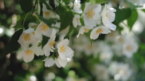 Jasmine bush flowering in summer — Stock Video