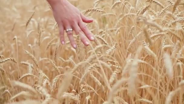 Женские руки бегают по пшеничному полю. Девушки руки касаются пшеницы уши крупный план. — стоковое видео