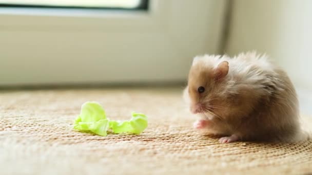 Seekor hamster menggigit daun kubis dan dengan lucu menyembunyikannya di pipi — Stok Video