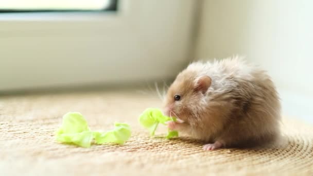 En hamster nafsar ett kålblad och gömmer det lustigt på kinden. — Stockvideo