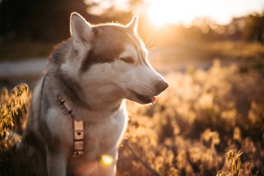 Güzel Husky köpeği antrenman sırasında uluyor, sahibini dışarıda gezdiriyor.