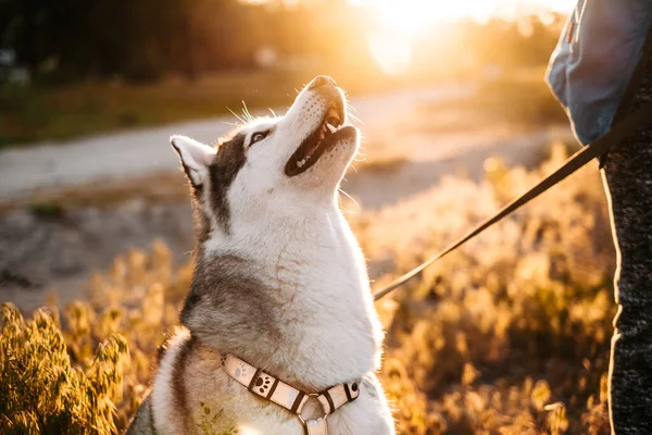 Schöne Husky-Hündin heult beim Training, geht mit Herrchen draußen spazieren — Stockfoto