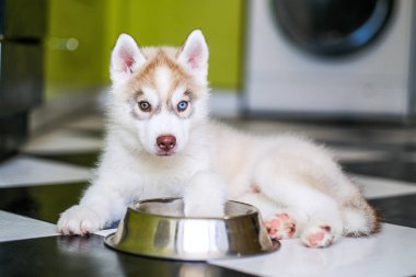Komik köpek yavrusu mutfakta yemek istiyor.