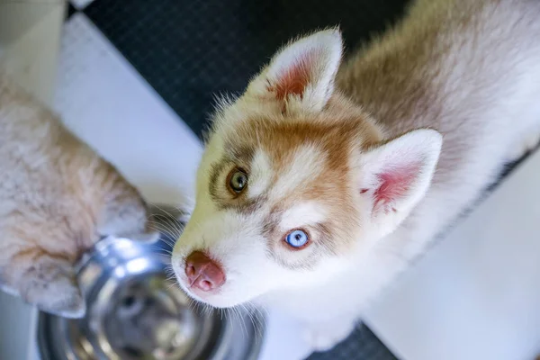 Lustiger Husky-Welpe bittet in der Küche um Futter — Stockfoto