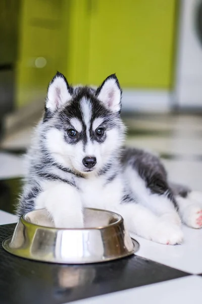 Filhote de cachorro husky engraçado pede comida na cozinha — Fotografia de Stock